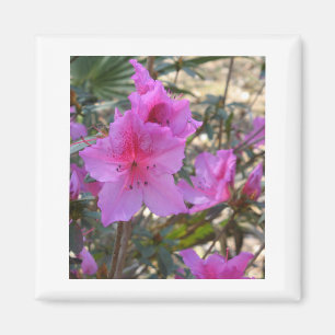 Rosa Azaleas Magnet