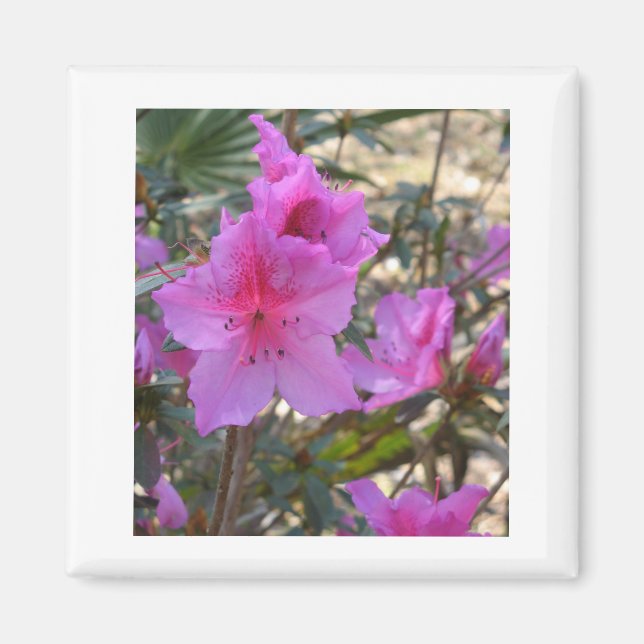 Rosa Azaleas Magnet (Framsidan)