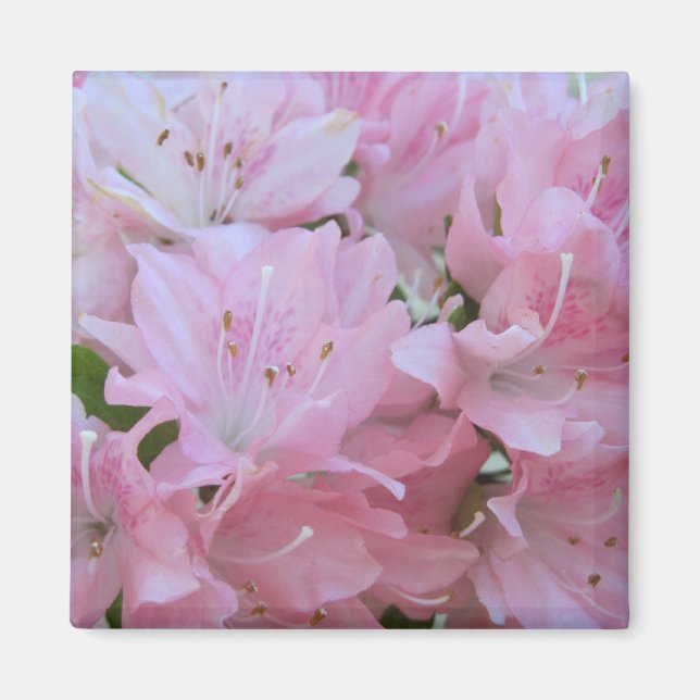 Rosa Azaleas Magnets Magnet (Framsidan)