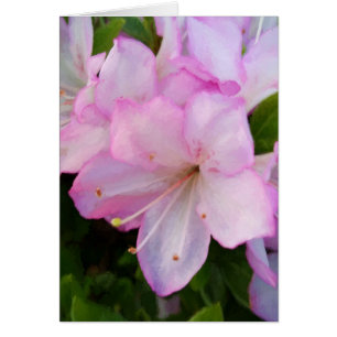Rosa Azaleas OBS Kort