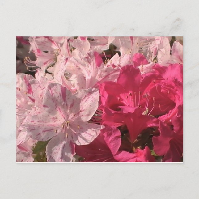 Rosa Azaleas Vykort (Framsida)