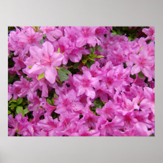 Rosa azaleor 1 Azalea Blommor Konsttryck Posters