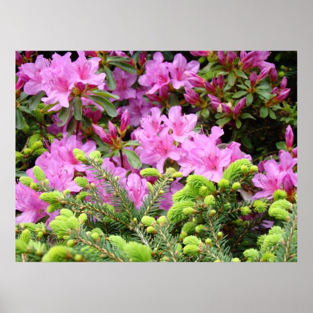 ROSA AZALEOR 30 Blommor Tall Konsttryck Affischer (Framsidan)