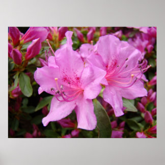 ROSA AZALEOR 3 Azalea Blommor Konsttryck Posters