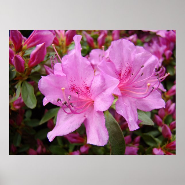 ROSA AZALEOR 3 Azalea Blommor Konsttryck Posters (Framsidan)