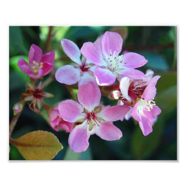 Rosa Ballerina Blommars Photo Print Fototryck (Framsidan)