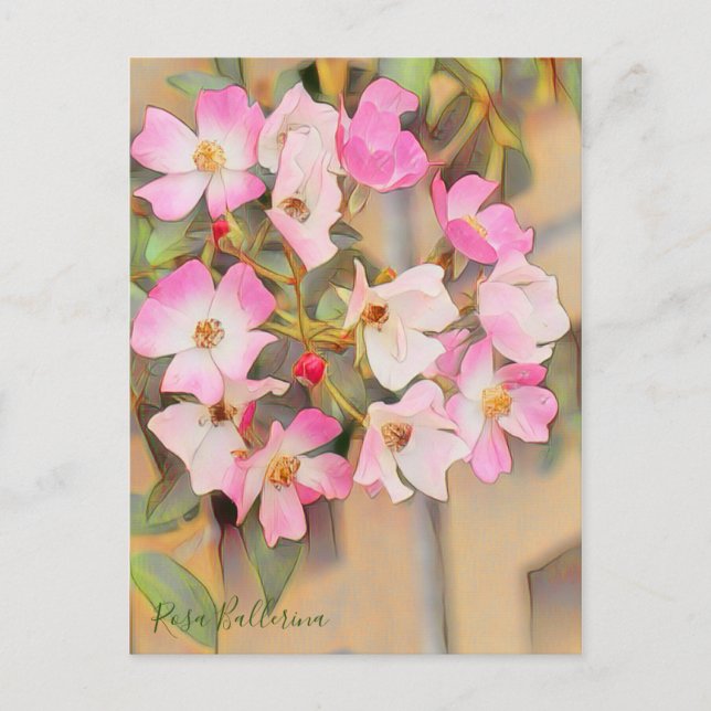 Rosa Ballerina [Postcard] Vykort (Framsida)