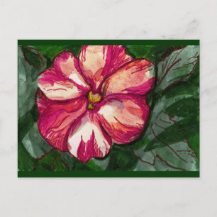 Rosa Balsam Flower Vykort