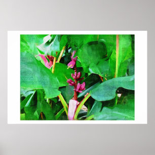 Rosa banan, Musa rosa velvet, Oljemålning Poster