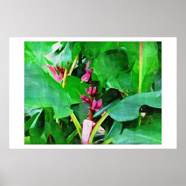 Rosa banan, Musa rosa velvet, Oljemålning Poster (Framsidan)
