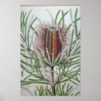 Rosa Banksia occidentalis blommor Poster