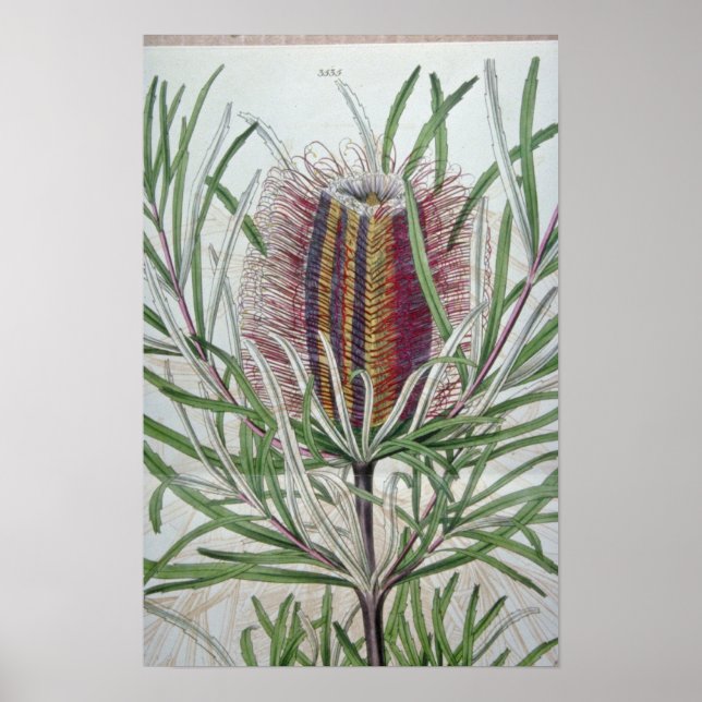 Rosa Banksia occidentalis blommor Poster (Framsidan)