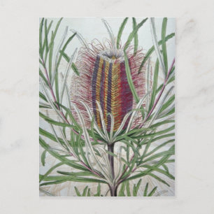 Rosa Banksia occidentalis blommor Vykort