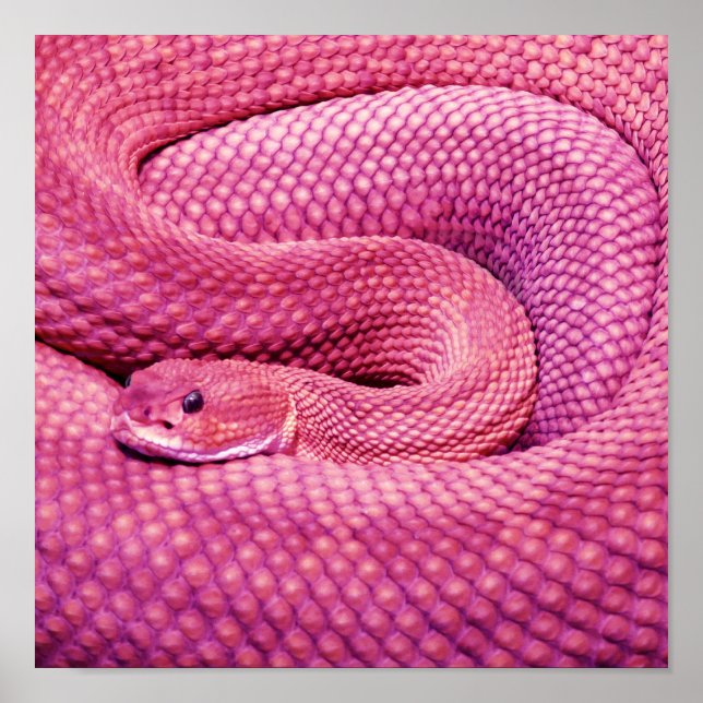 Rosa Basilisk Rattlesnake Poster (Framsidan)