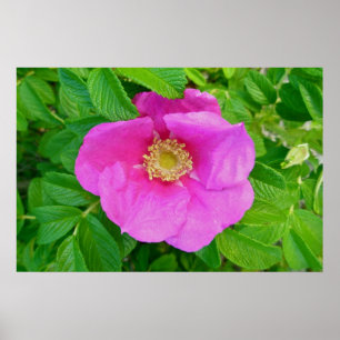 Rosa Beach Ro Poster