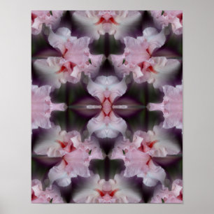 Rosa Bearded Iris Flower Abstrakt Poster