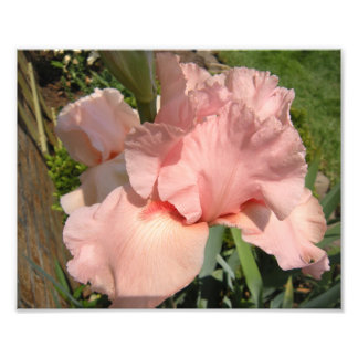 Rosa Bearded Iris Fototryck