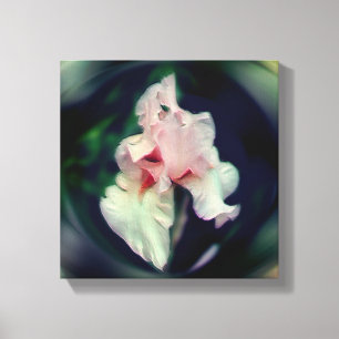 Rosa Beared Iris Flower Art Canvastryck
