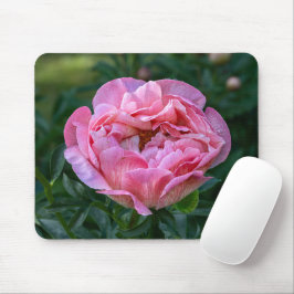 Rosa Beauty: Captivating Peony Photography Musmatta
