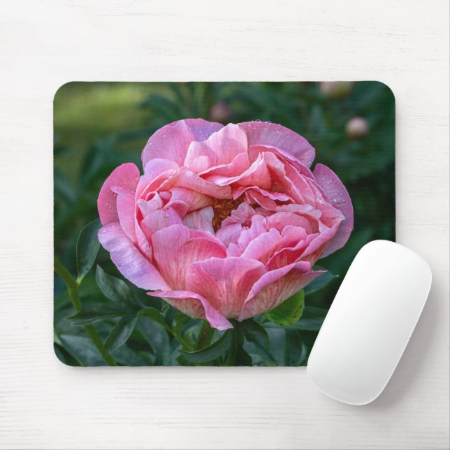 Rosa Beauty: Captivating Peony Photography Musmatta (Med mus)