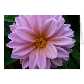 Rosa Beauty Hälsningskort