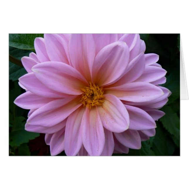 Rosa Beauty Hälsningskort (Framsidan Horizontal)