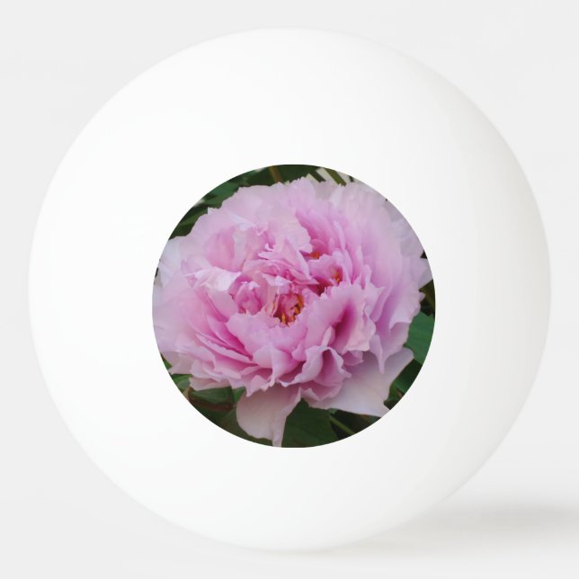Rosa Beauty Three Star Ping Pong Boll (Framsidan)