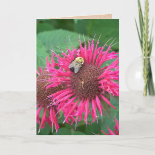Rosa Bee Balm Flower och Honungsbin Kort