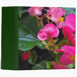 Rosa Begonia