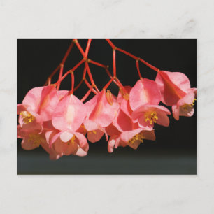 Rosa Begonia Angel Vinge Flowers Vykort