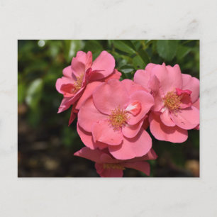 Rosa Begonia Flowers Vykort