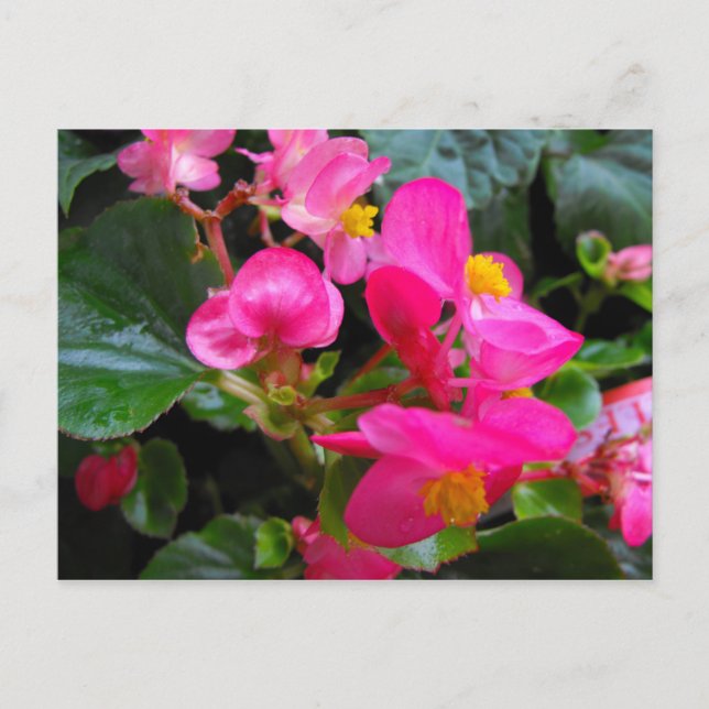 Rosa Begonia Vykort (Framsida)