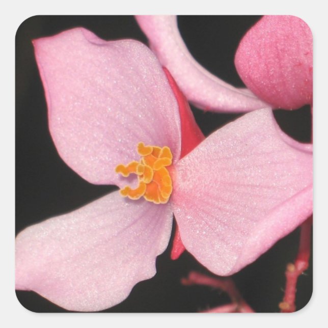 Rosa Begoniaklistermärke Fyrkantigt Klistermärke (Framsida)