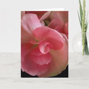 Rosa Begonias, digitalt färgkort Kort
