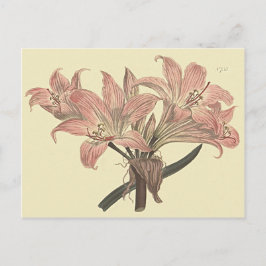 Rosa Belladonna Lily Botanical Illustration Vykort