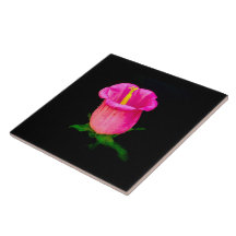 Rosa Bellblomma på Black