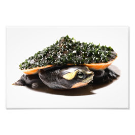 Rosa Belling Sideneck Turtle Fototryck