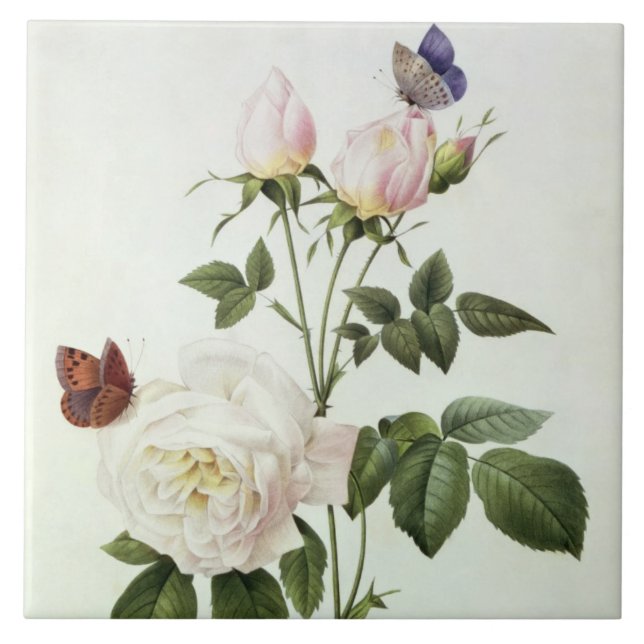 Rosa: Bengale Hymenesen, från 'Les ro Kakelplatta (Framsidan)