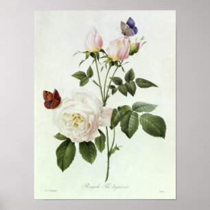 Rosa: Bengale Hymenesen Poster