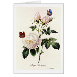 Rosa Bengale - Pierre Joseph Redouté. Hälsningskort