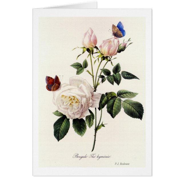 Rosa Bengale - Pierre Joseph Redouté. Hälsningskort (Framsidan)