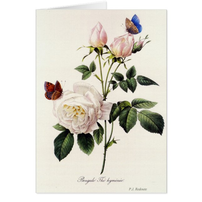 Rosa Bengale - Pierre Joseph Redouté. Hälsningskort (Framsidan)