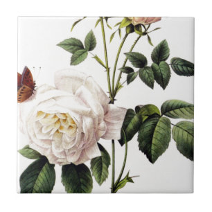 Rosa Bengale - Pierre Joseph Redouté. Kakelplatta