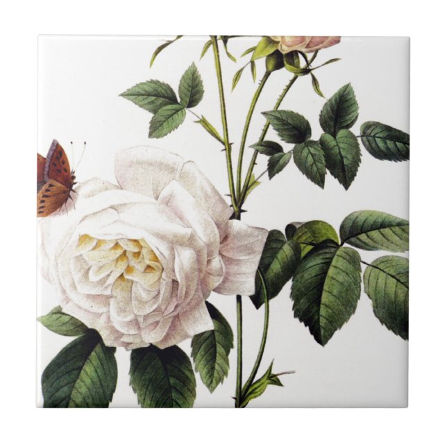 Rosa Bengale - Pierre Joseph Redouté. Kakelplatta (Framsidan)