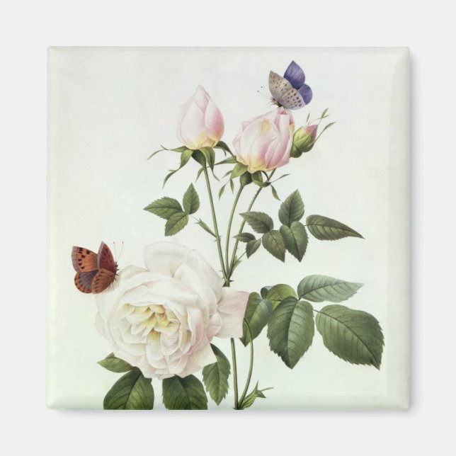 Rosa: Bengale the Hymenes, från "Les Ro Magnet (Framsidan)