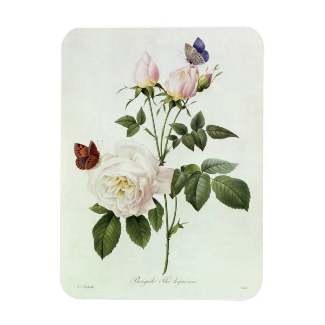 Rosa: Bengale the Hymenes, från "Les Ro Magnet (Vertikal)
