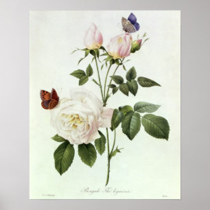 Rosa: Bengale the Hymenes, från "Les Ro Poster