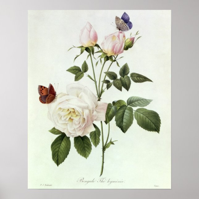 Rosa: Bengale the Hymenes, från "Les Ro Poster (Framsidan)