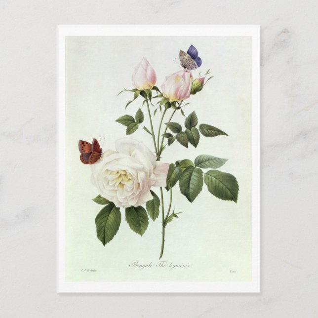 Rosa: Bengale the Hymenes, från "Les Ro Vykort (Framsida)