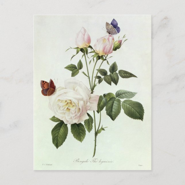 Rosa: Bengale the Hymenes Vykort (Framsida)